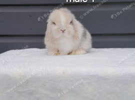 Purebred mini lop rabbits