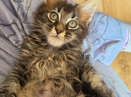 Maine Coon male 1 left