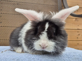 Mini lion lop buck