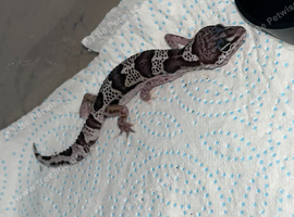 Baby leopard gecko (unsexed) ready to leave in a few weeks!