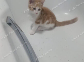 Male kitten