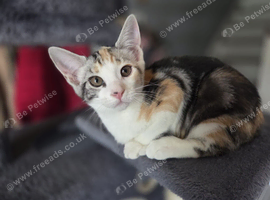 Beautiful Tortoiseshell Girl for sale