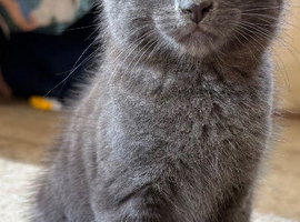 Beautiful Kittens Ready Now