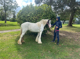 12.3hh piebald cob mare 3yrs old