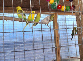 Budgies
