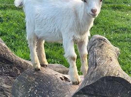 A pair of golden guernsey x pygmy goat kids for sale