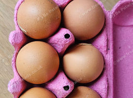 Hatching eggs chicken hen