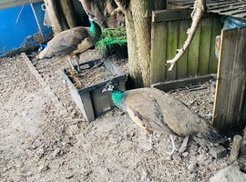 Peahen - Indian blue for sale