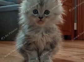 6 lovely kittens