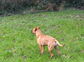 6.5 month old mastiff x