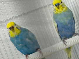Rainbow budgies