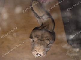 Boa constrictor snake