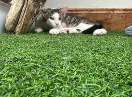 Maine coon cross boy