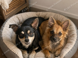 POMCHI