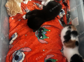 3 kittens