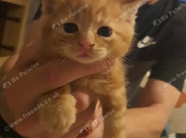 Kittens ready in 3 weeks