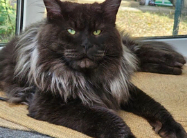 Mainecoon for STUD duties