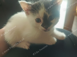 Kittens