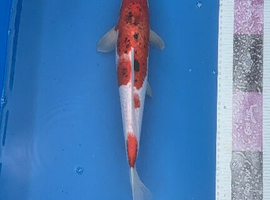 Koi carp 37cm sanke