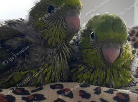 2 gorgeous handtame baby lineolated parakeets