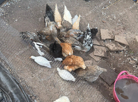 chicken and ducks