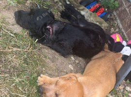 13 week patterdale male