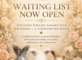 PEDIGREE ENGLISH ANGORAS