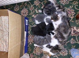 Kittens for Sale