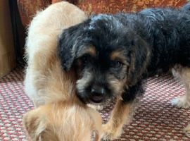 JackChi x Toy Poodle Puppies
