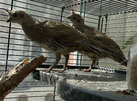 California Quails