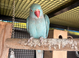 Semi tame female