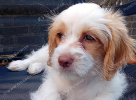 Adorable 11 Week Old Female Cavapoochon Puppy Ready for Her Forever Home