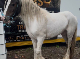 Bay and white cob filly 3 yr old