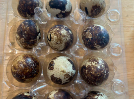 3female 1 male jumbo quail