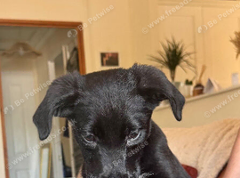 Labrador x collie