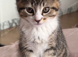 5 month old loving kitten
