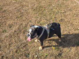 English bulldog