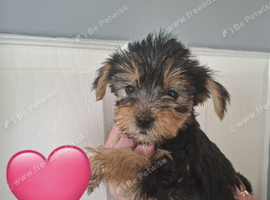 Puppies for sale