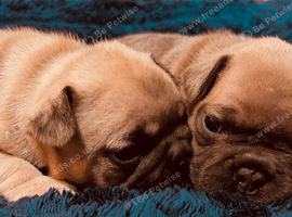 2x female French bulldog