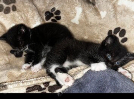 2 tuxedos, ready to leave now.