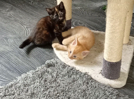 Bengal X BSH kittens in Bristol now ready