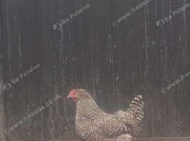 Two Barred Rock Hens
