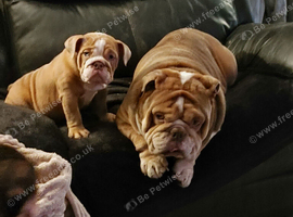 English bulldog