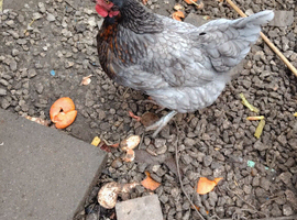 Hen laying egg