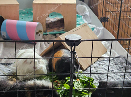 Guinea pigs