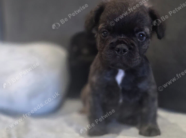Fluffy french bulldog