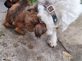 Lakeland x Jack Russell