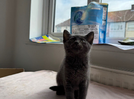 2 kittens