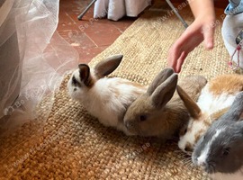 Unsexed rabbits