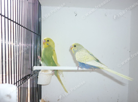 Baby budgies ready for new homes
